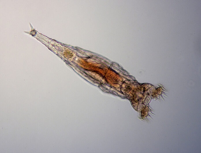 Un organism microscopic a fost dezghețat după 24.000 de ani